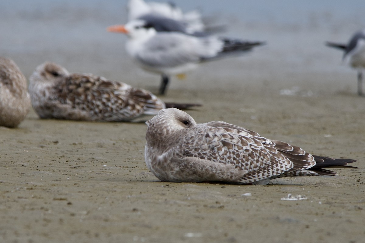 gull sp. - ML645906941