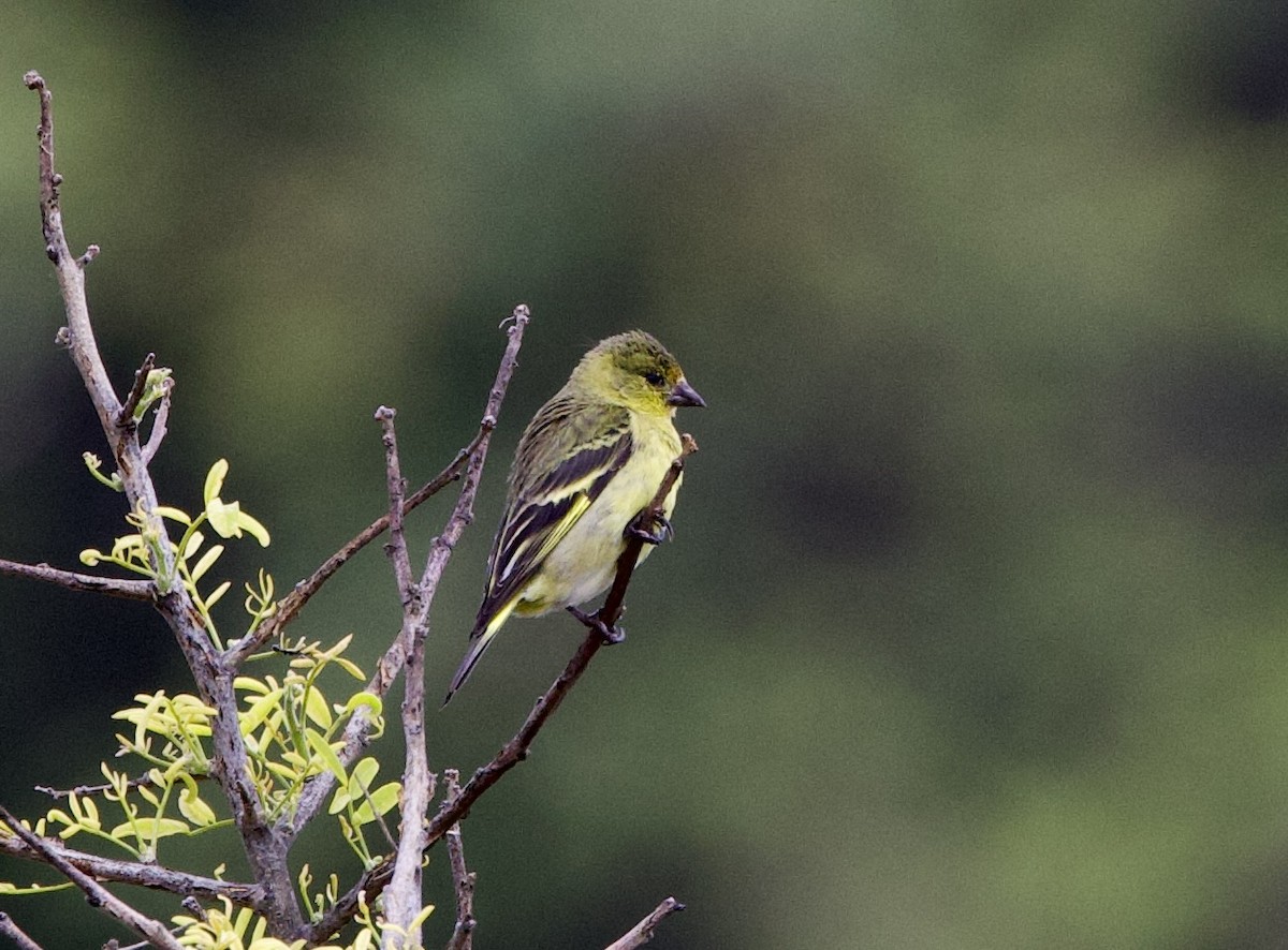 Hooded Siskin - ML645906947