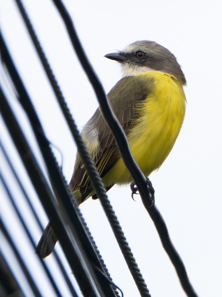 Gray-capped Flycatcher - ML645906949
