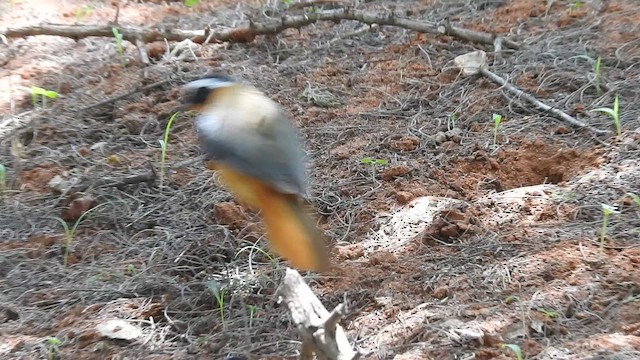 White-browed Robin-Chat - ML645906950