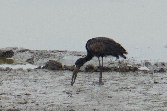 African Openbill - ML645906951