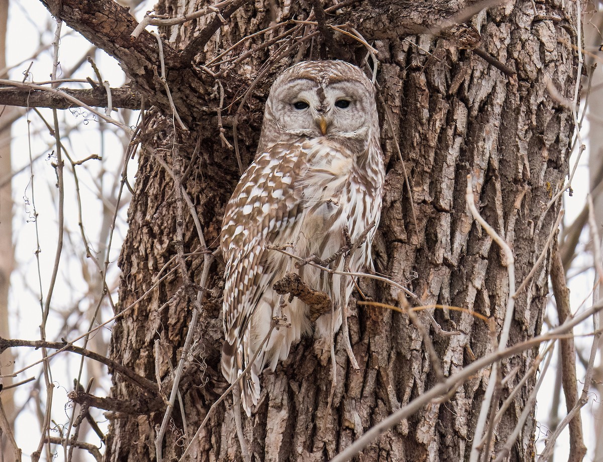 Barred Owl - ML645906954