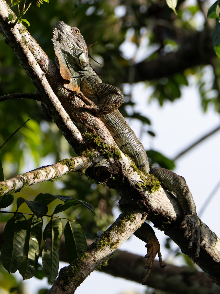 Green Iguana - ML645906955