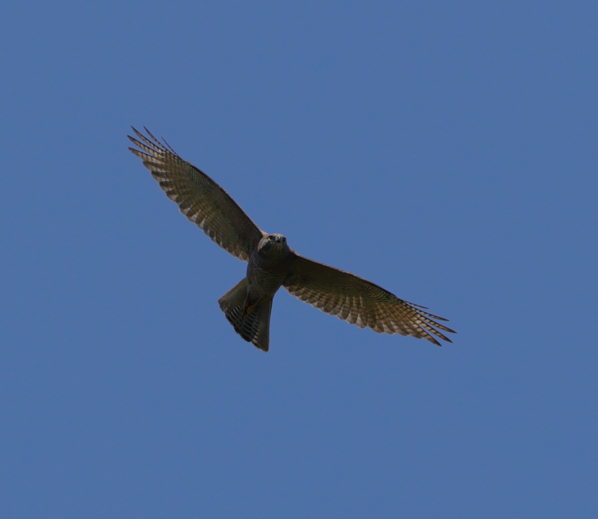 Brown Goshawk - ML645906961