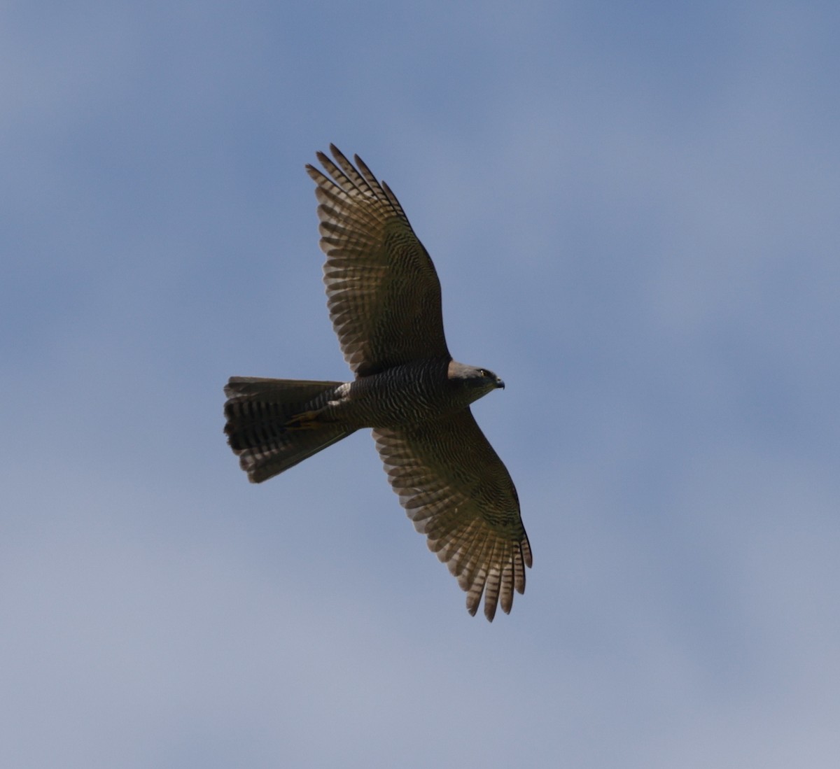 Brown Goshawk - ML645906962