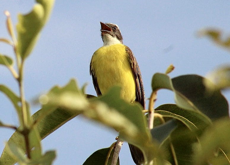 Sosyal Tiran - ML645906973