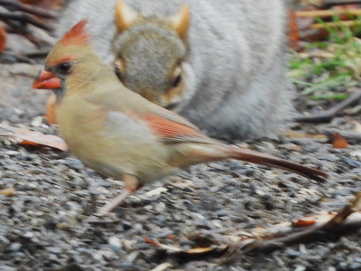 Northern Cardinal - ML645906975
