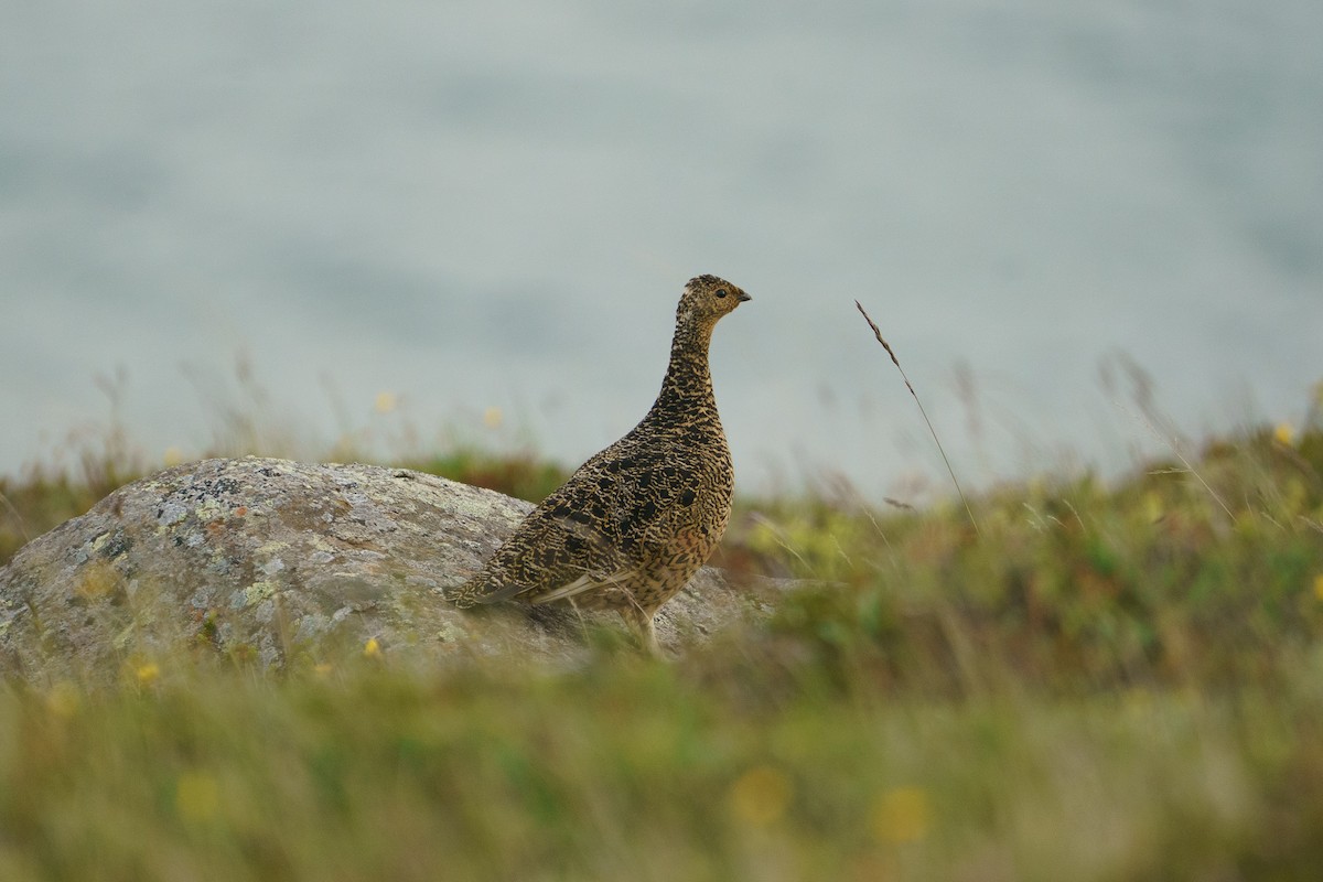 Rock Ptarmigan - ML645906982