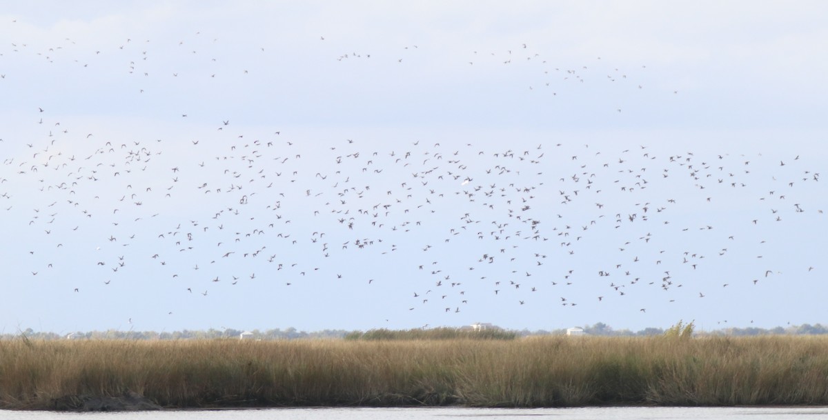 Blue-winged Teal - ML645906983