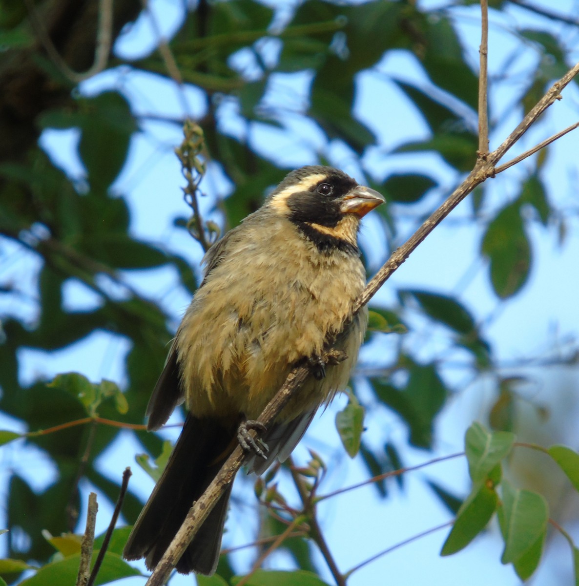 Golden-billed Saltator - ML645907008