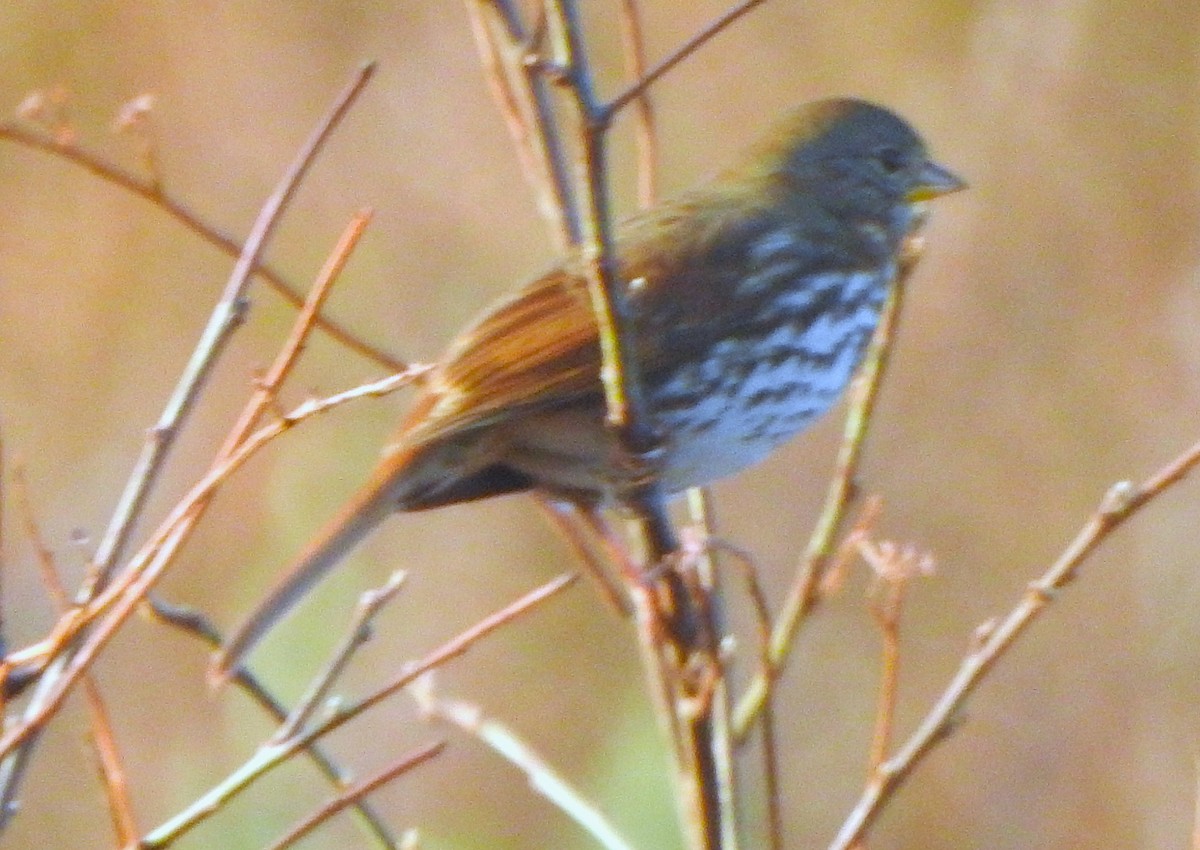 Fox Sparrow (Slate-colored) - ML645907009
