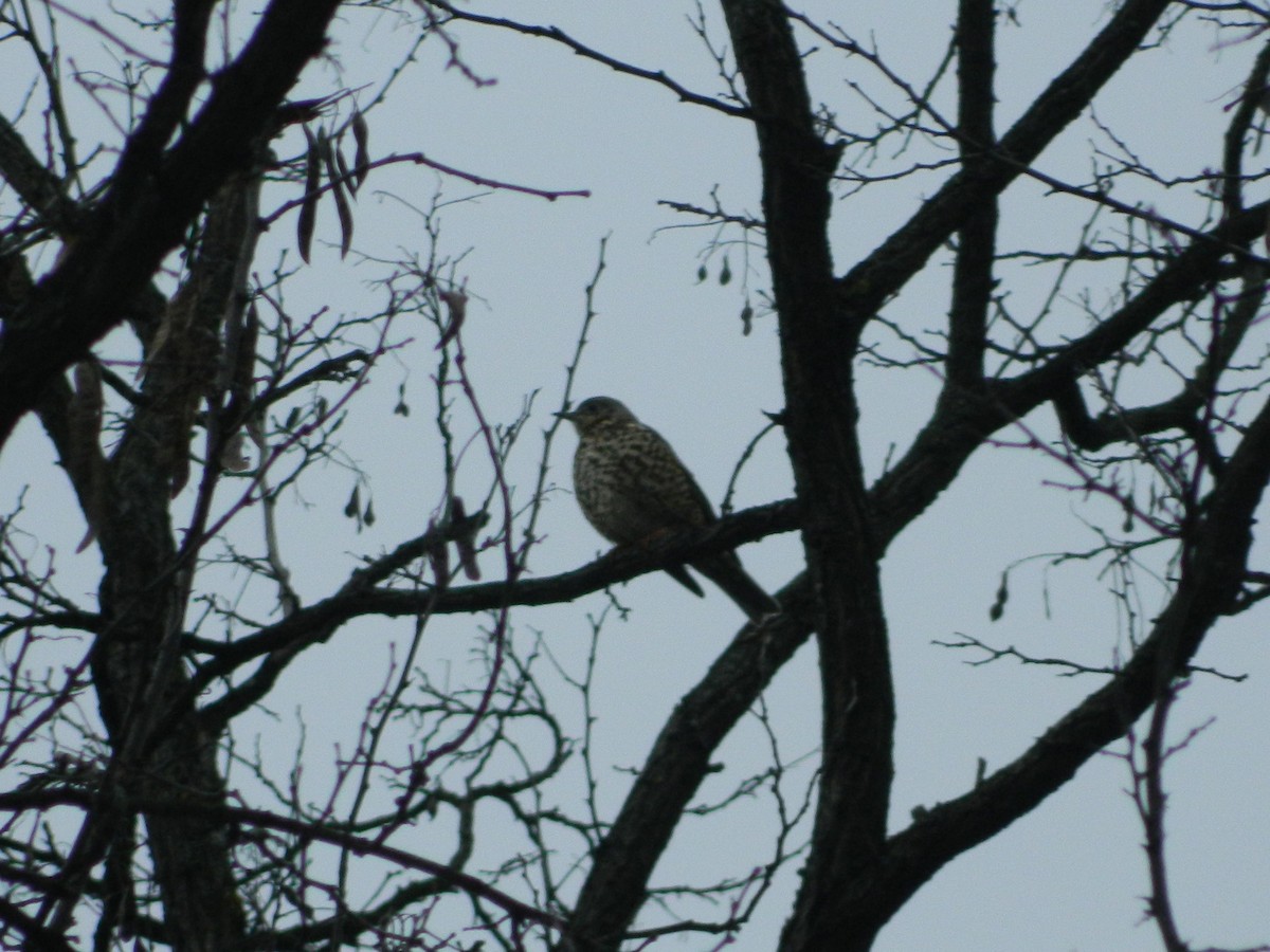 Grive draine - ML645907023