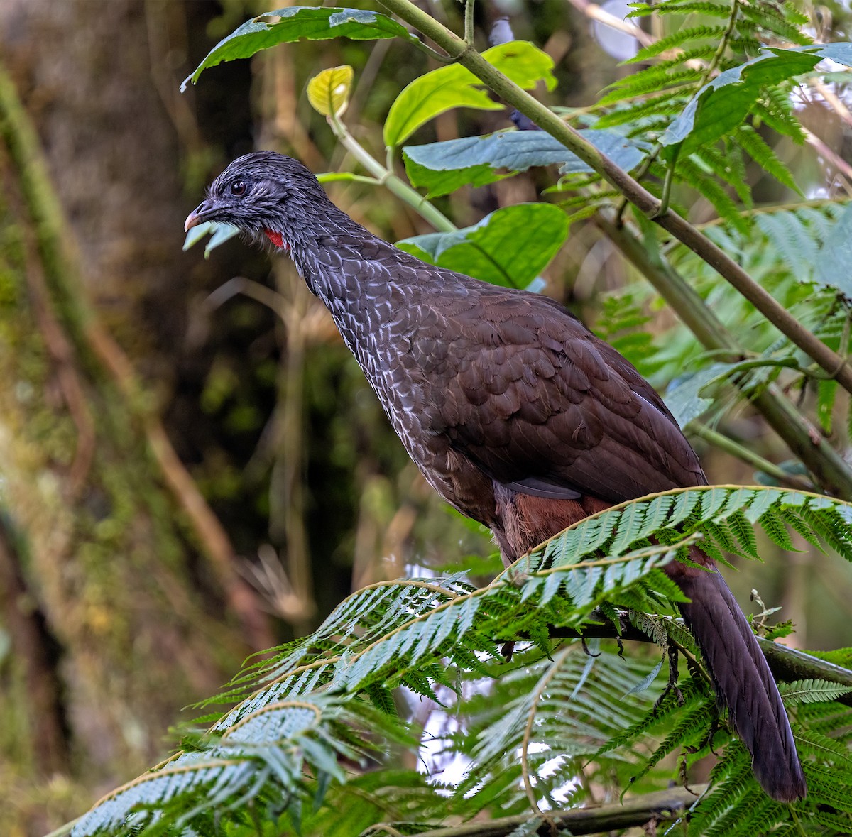 Andean Guan - ML645907030