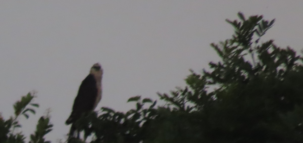 Crested Eagle - ML645907032