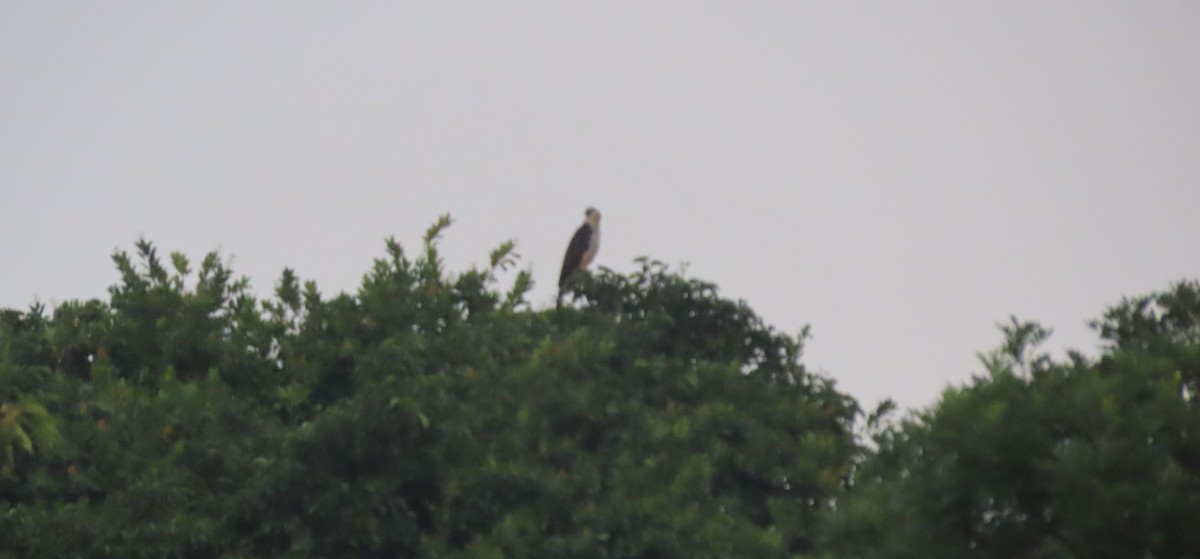 Crested Eagle - ML645907033