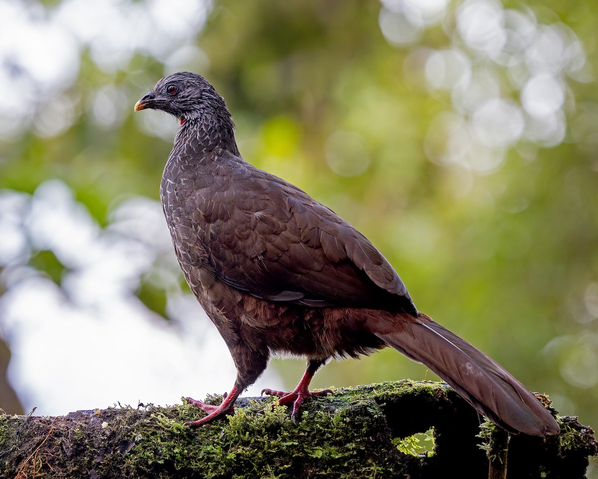 Andean Guan - ML645907035