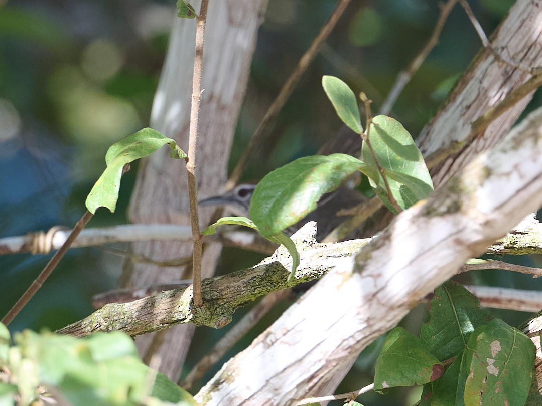 Spot-breasted Wren - ML645907042