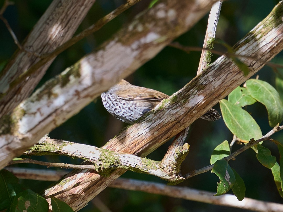 Spot-breasted Wren - ML645907043