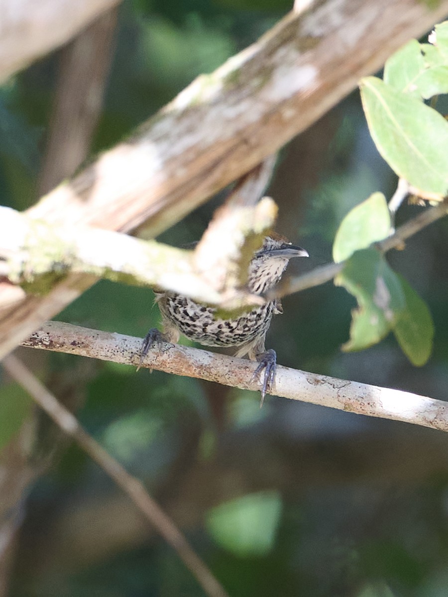 Spot-breasted Wren - ML645907044