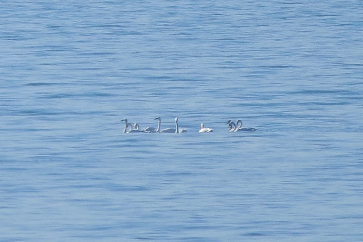 labuť malá - ML645907046