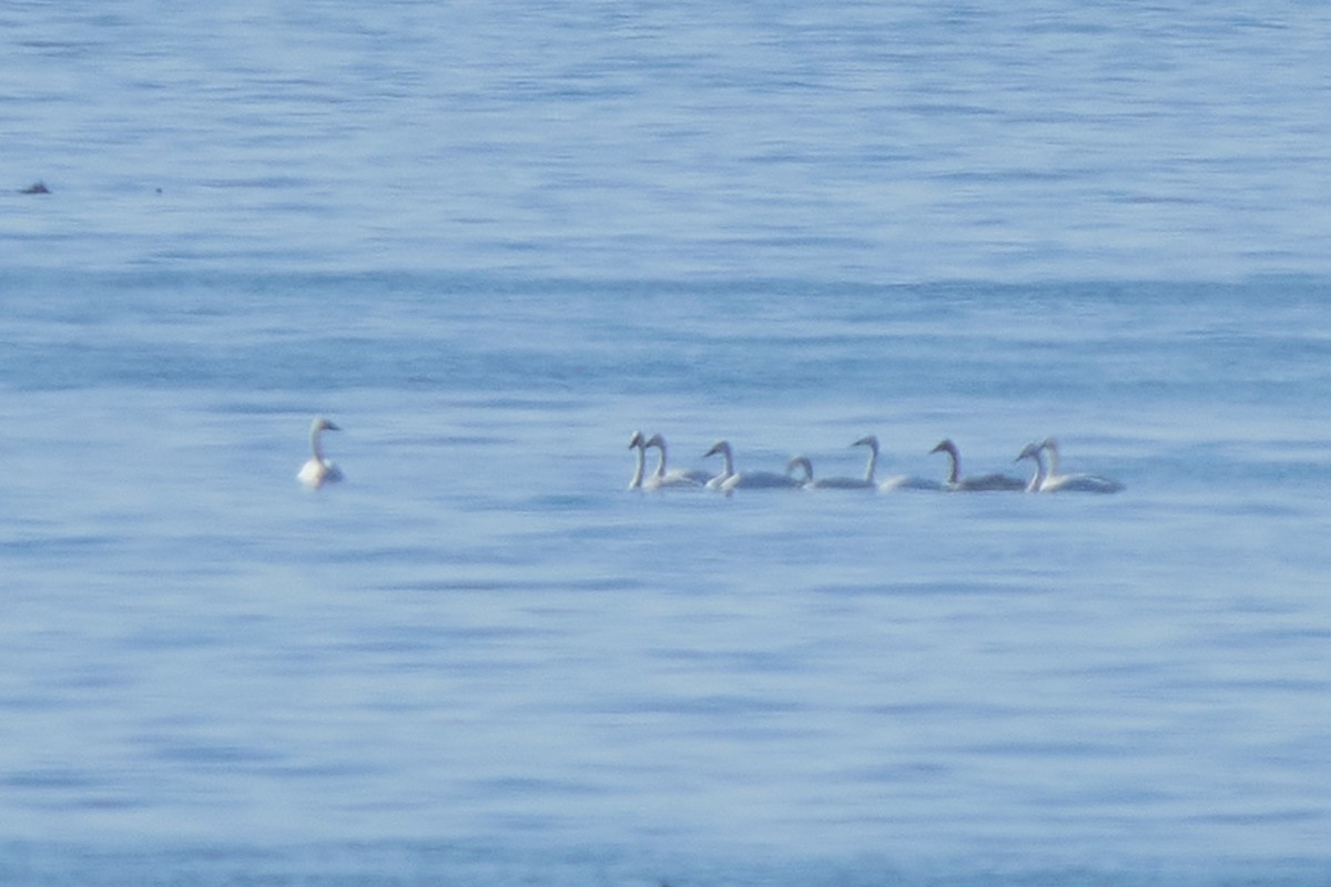 labuť malá - ML645907047