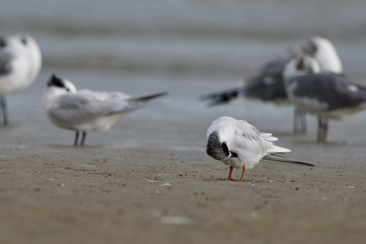 メリケンアジサシ - ML645907049