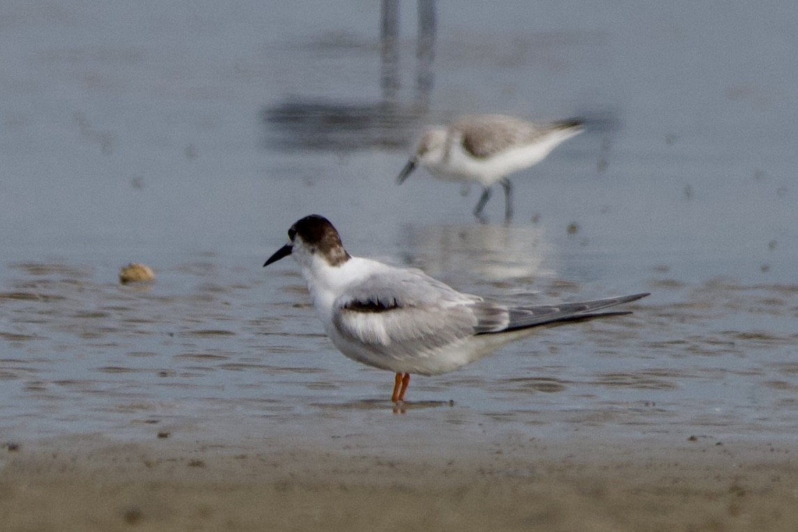 Common Tern - ML645907069