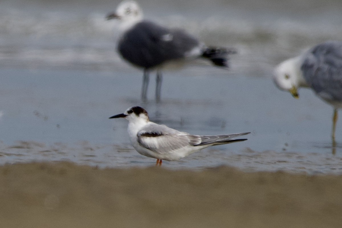 Common Tern - ML645907070