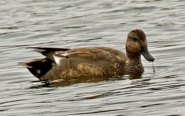 kopřivka obecná - ML645907090
