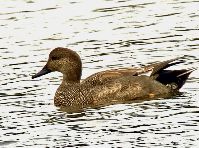 kopřivka obecná - ML645907091