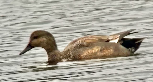 kopřivka obecná - ML645907092