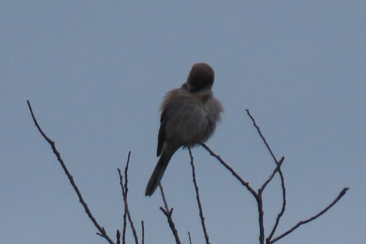 オオモズ - ML645907093