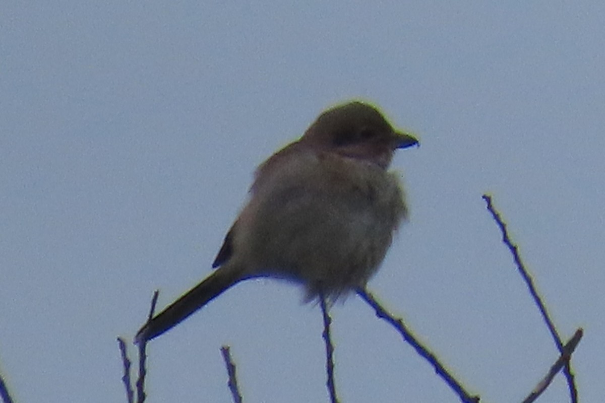 オオモズ - ML645907096