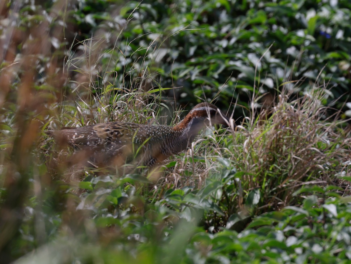 Buff-banded Rail - ML645907118