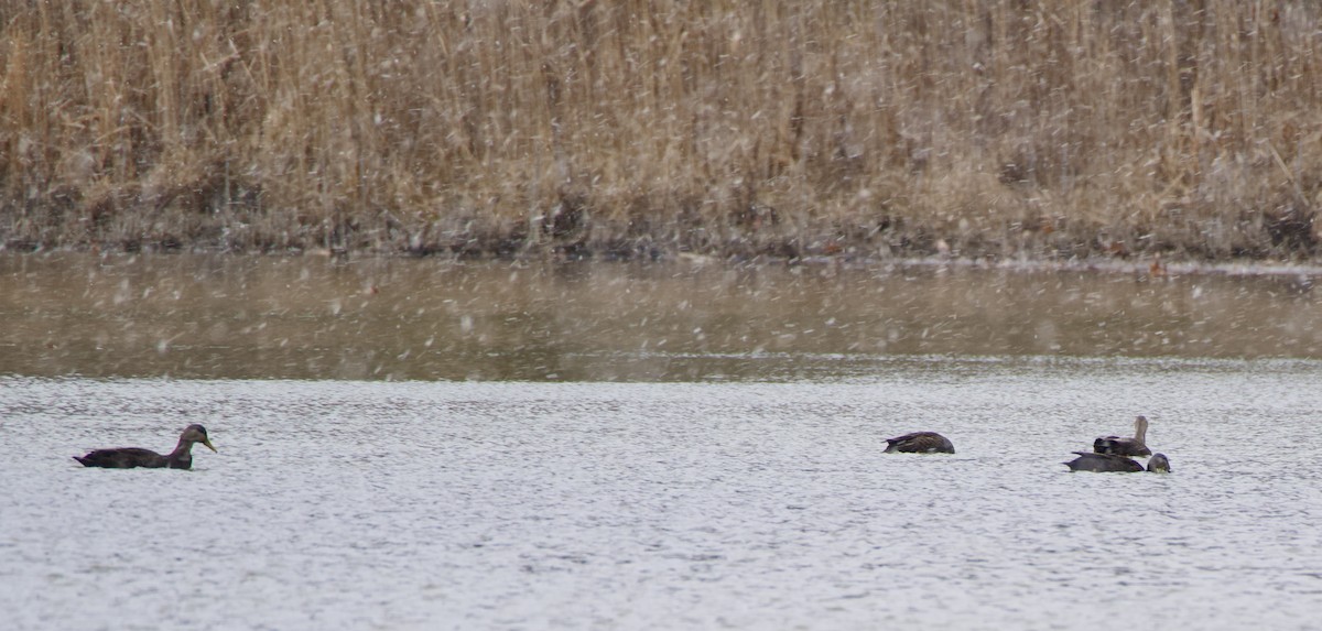 American Black Duck - ML645907140