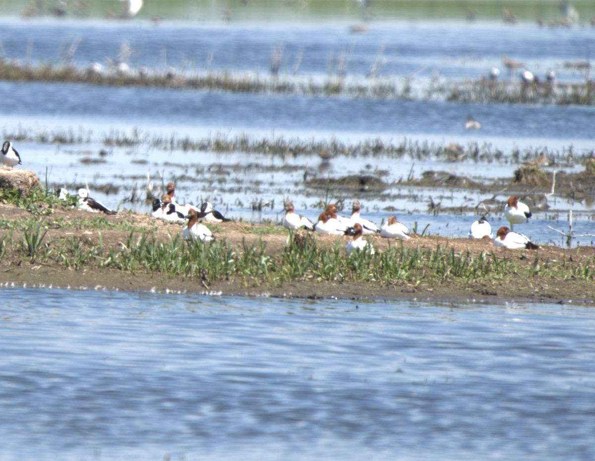 brunhodeavosett - ML645907141