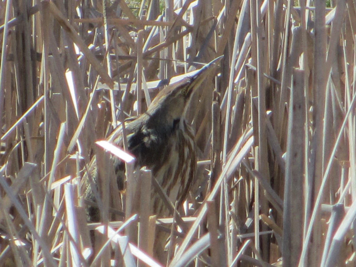 Amerika Balabanı - ML645907142