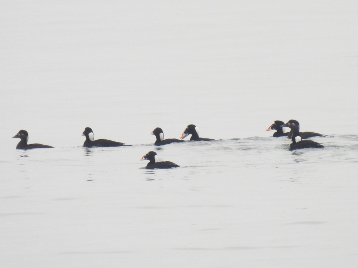 Surf Scoter - ML645907151