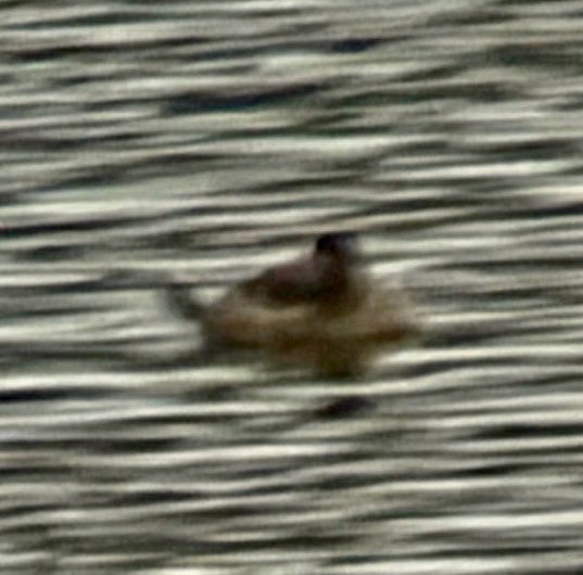 Schwarzkopf-Ruderente - ML645907152