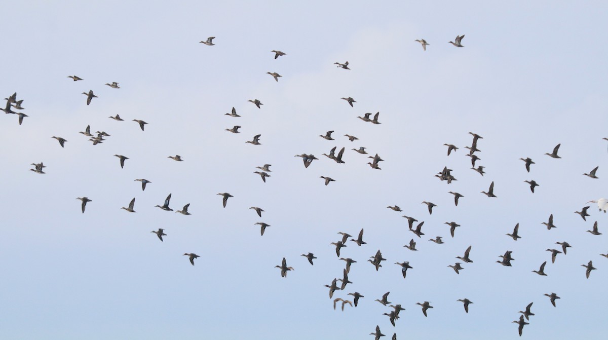 Blue-winged Teal - ML645907158