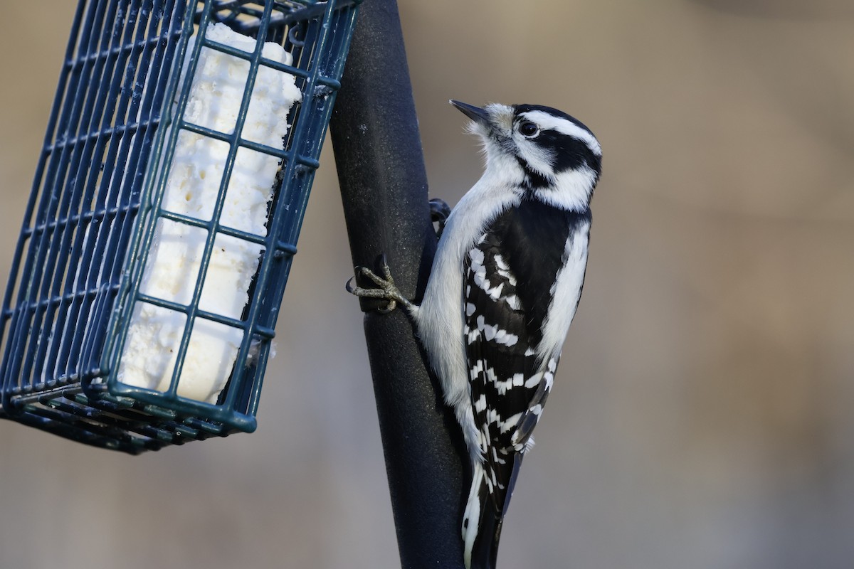 Downy Woodpecker - ML645907169