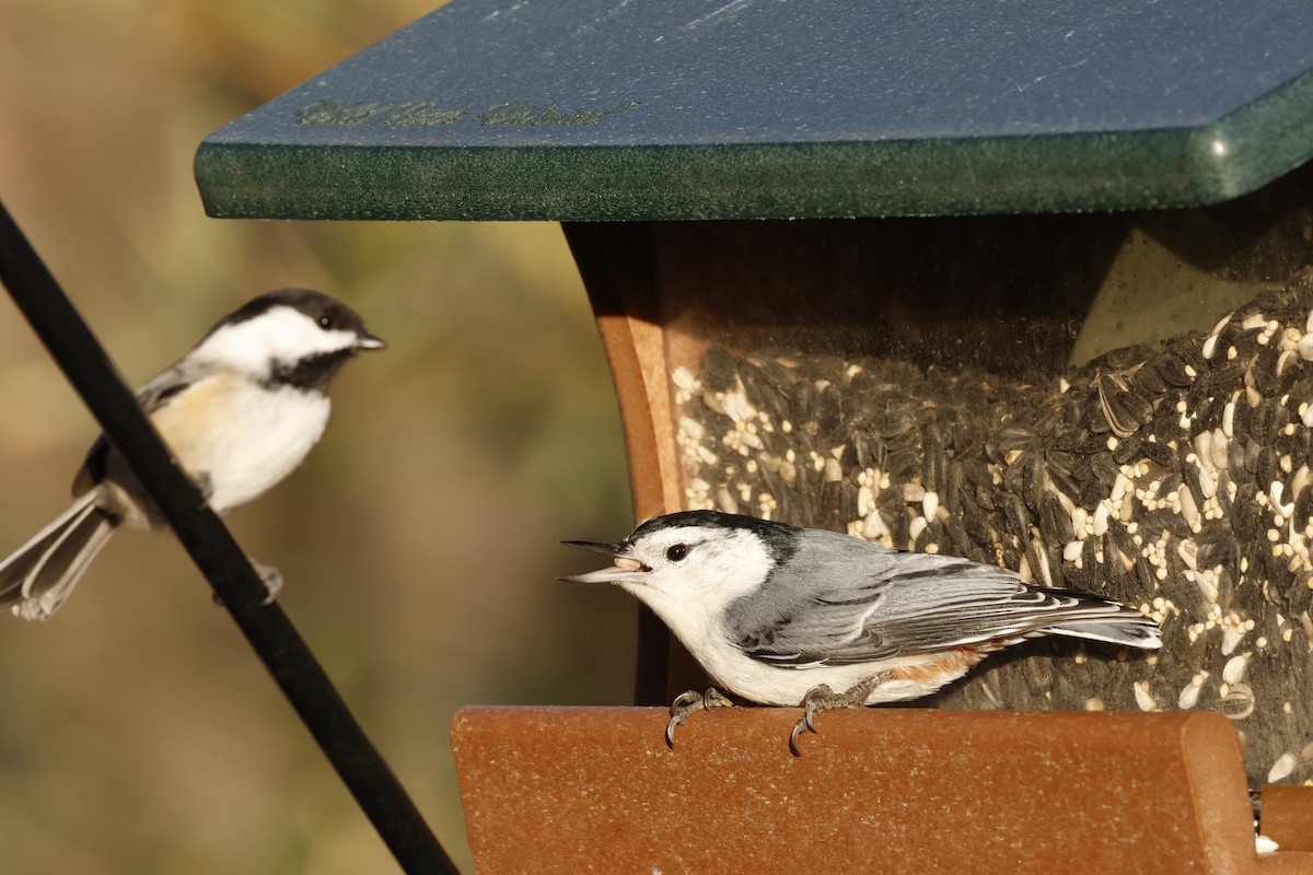 White-breasted Nuthatch - ML645907180