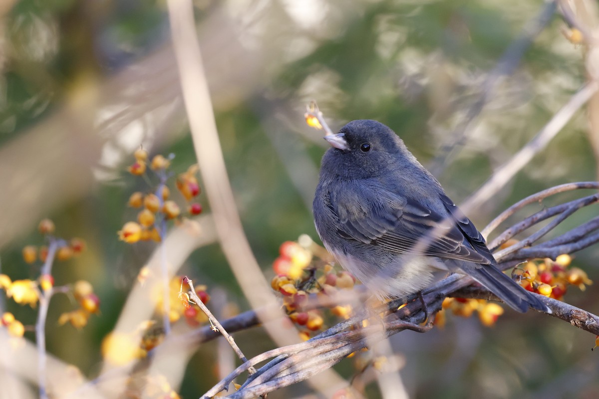 Dark-eyed Junco - ML645907191