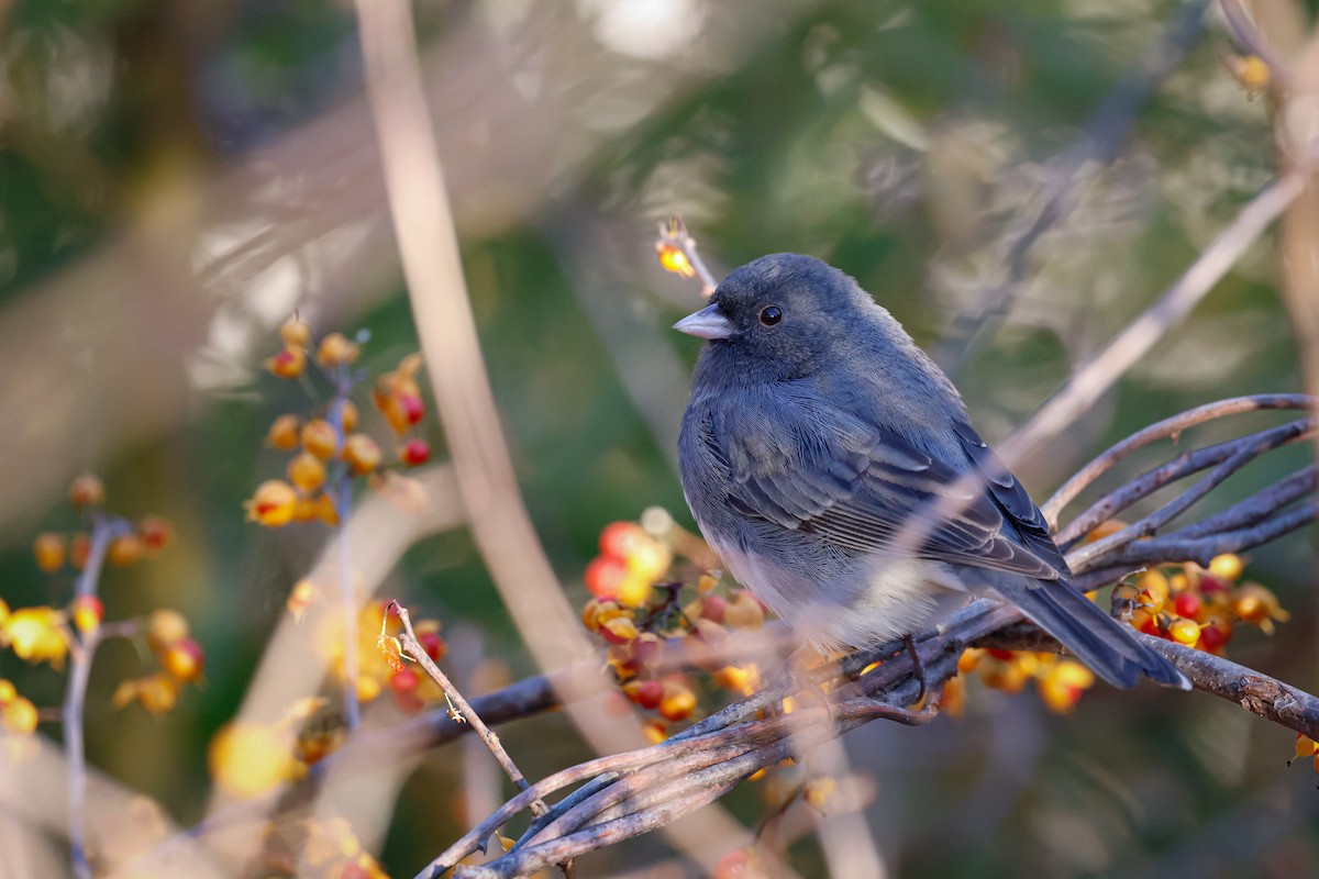 Dark-eyed Junco - ML645907192