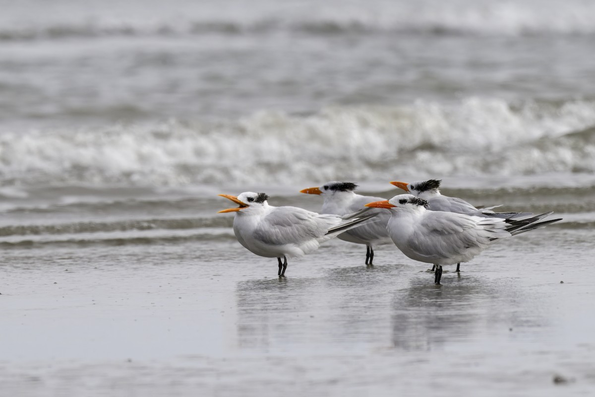 Royal Tern - ML645907193