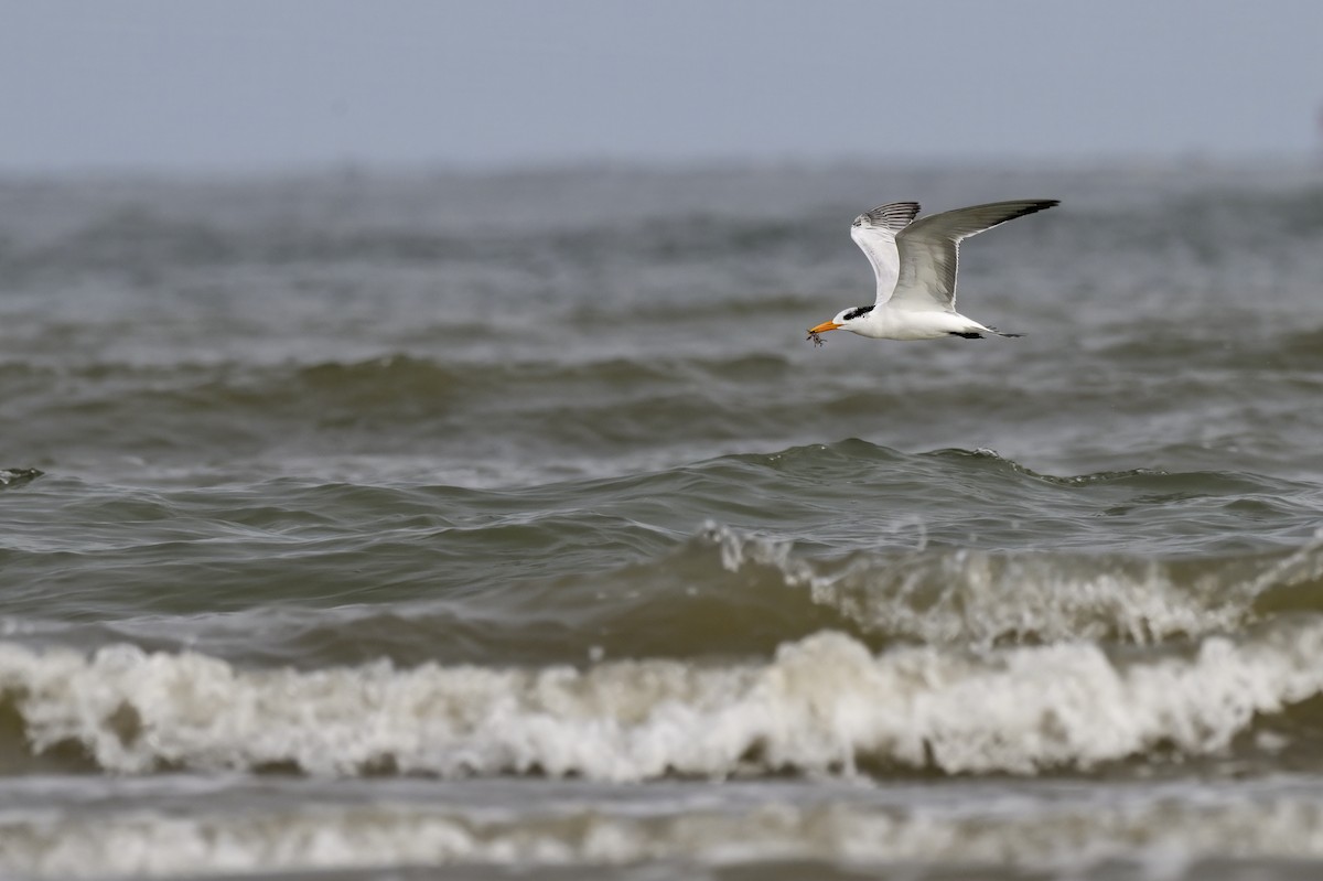 Royal Tern - ML645907195