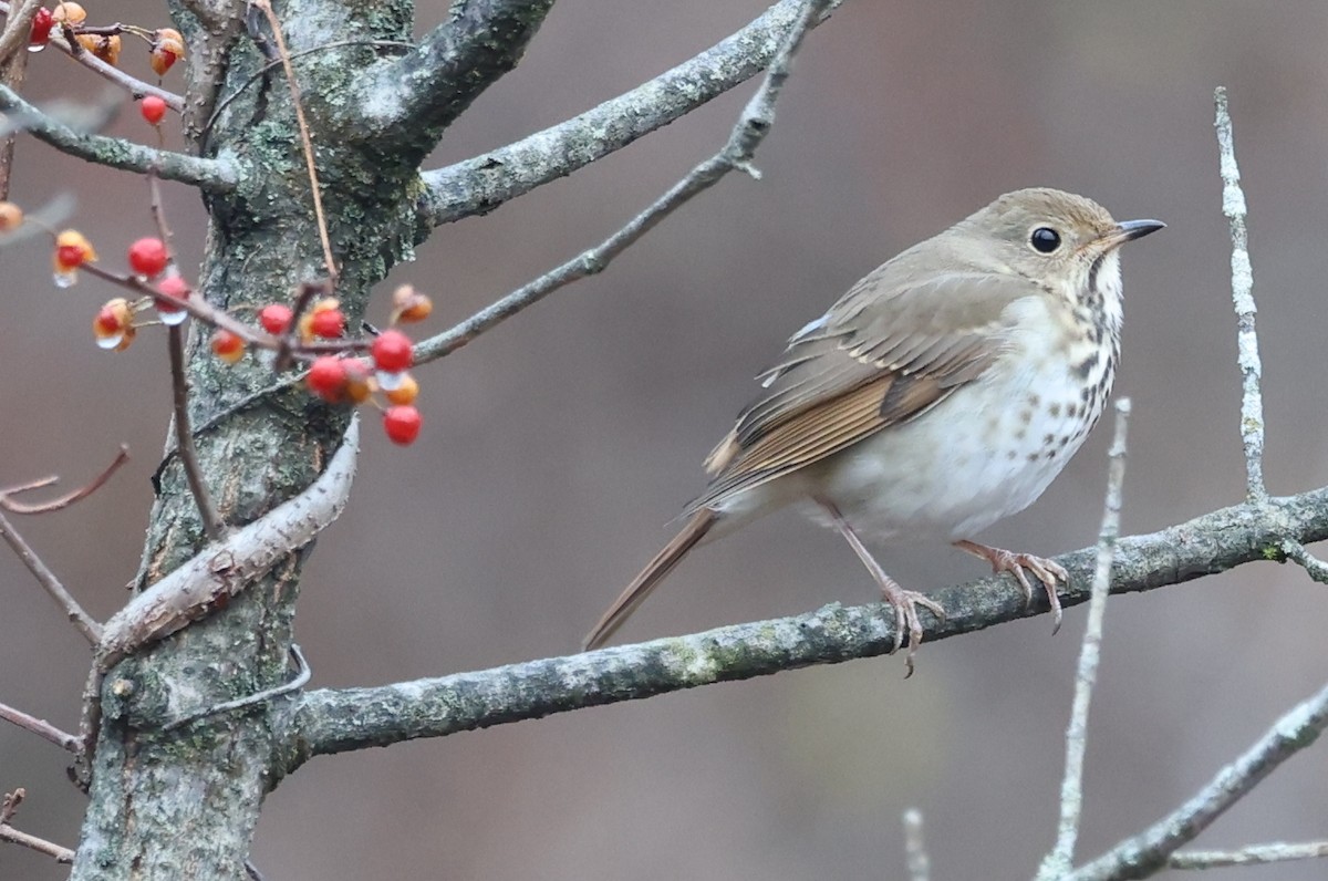 drozd rezavoocasý - ML645907206