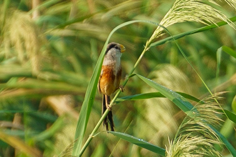 Reed Parrotbill - ML645907221
