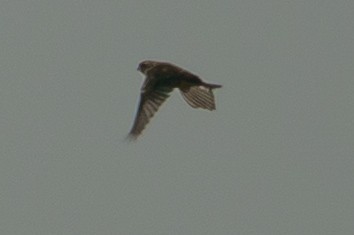 Вівсянка лучна - ML645907230