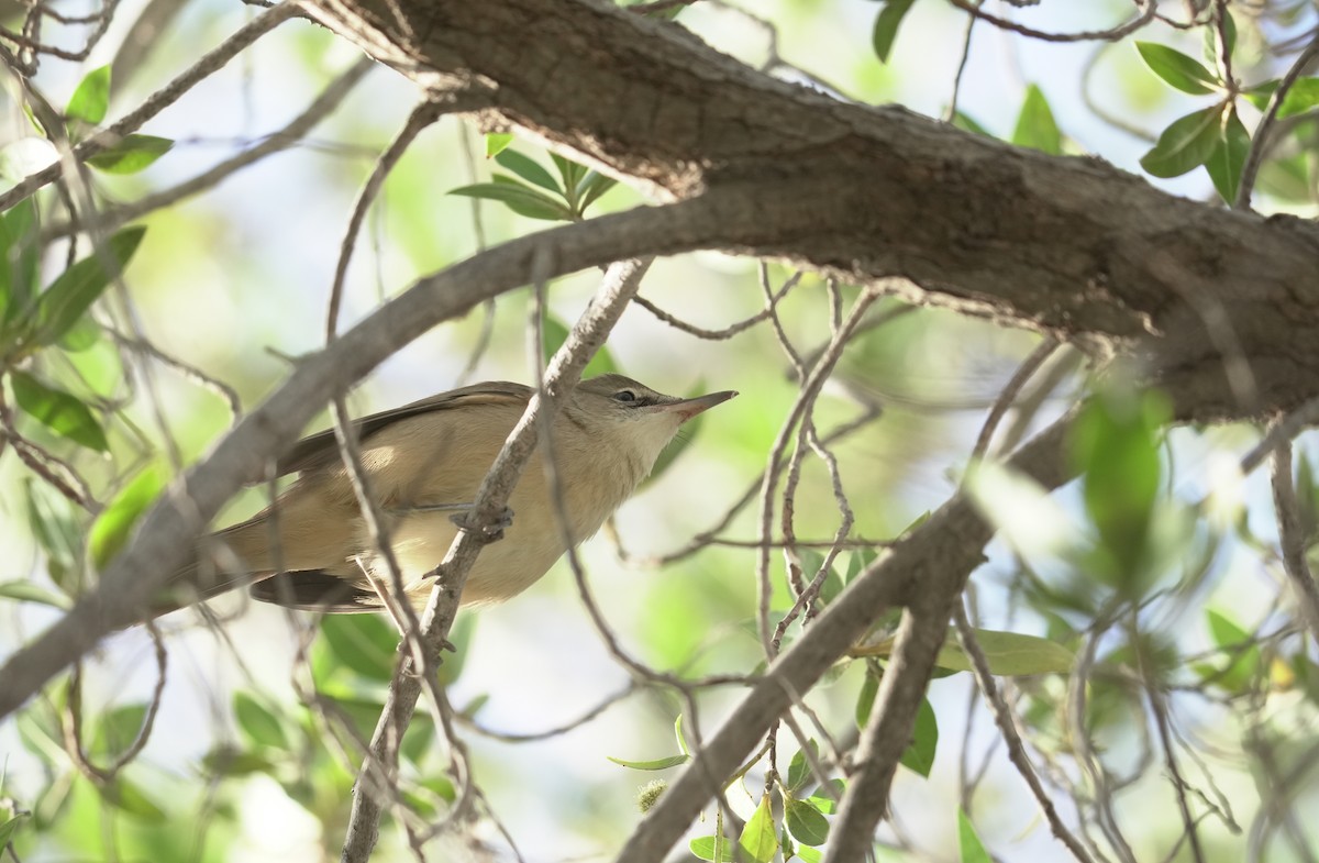 קנית אפריקנית - ML645907235